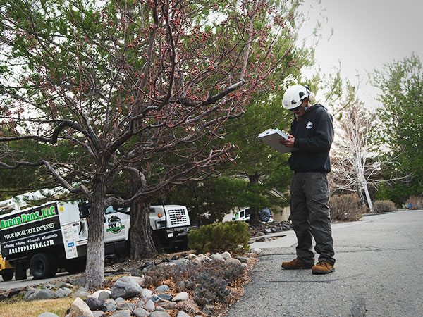 Tree Services - ArborPros | Reno-Truckee Tree Services